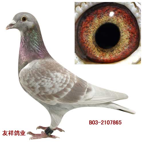 阿曼达
